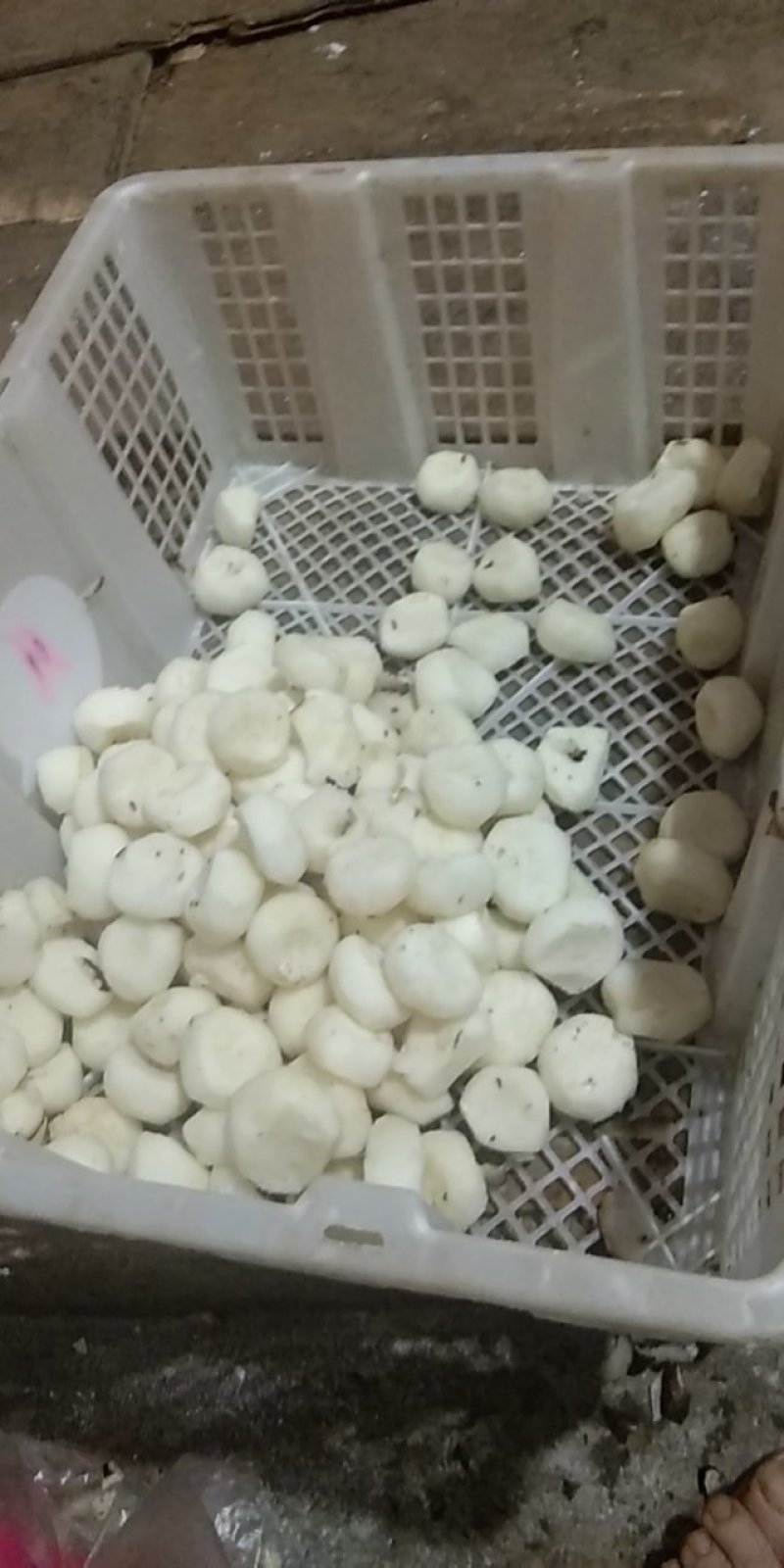 新鲜芦根，手工大马蹄