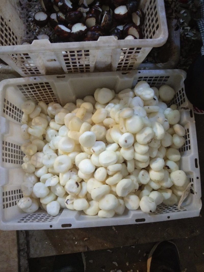 新鲜芦根，手工大马蹄