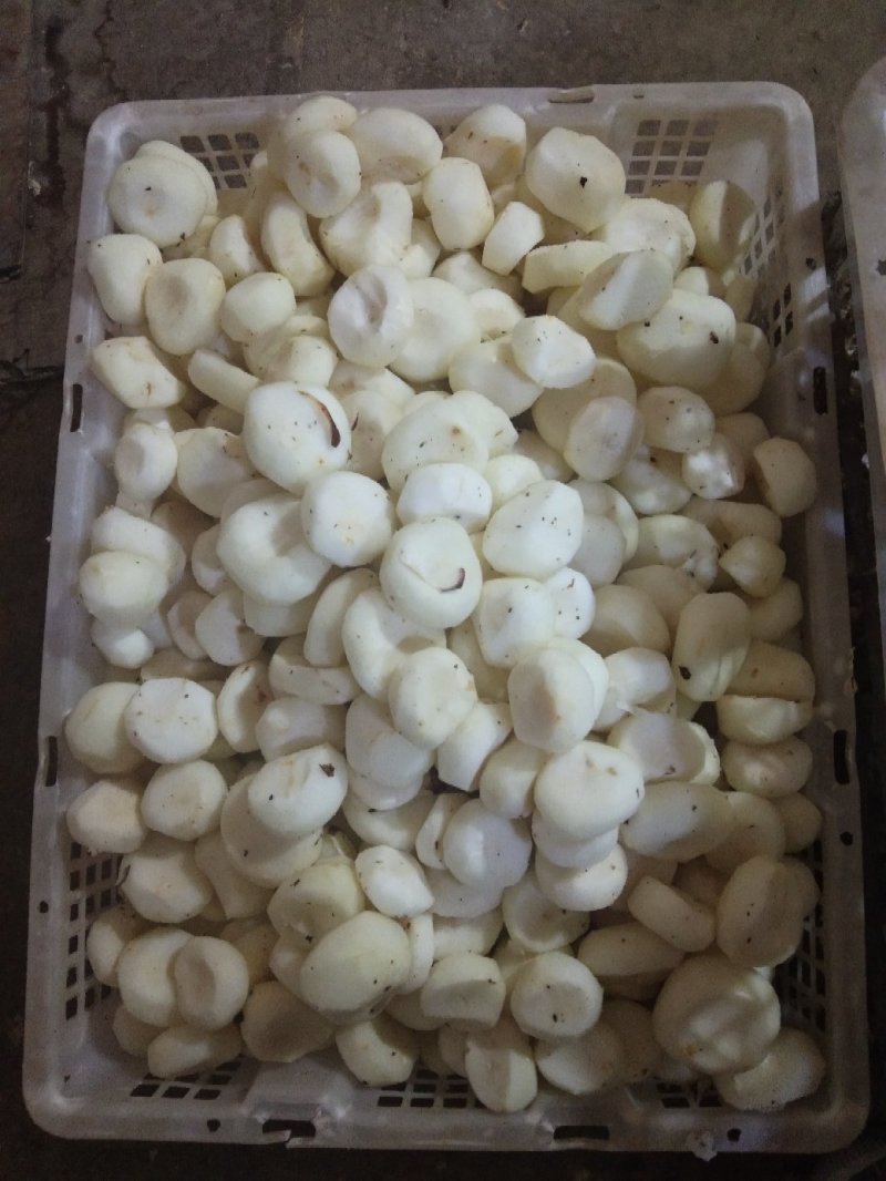 新鲜芦根，手工大马蹄