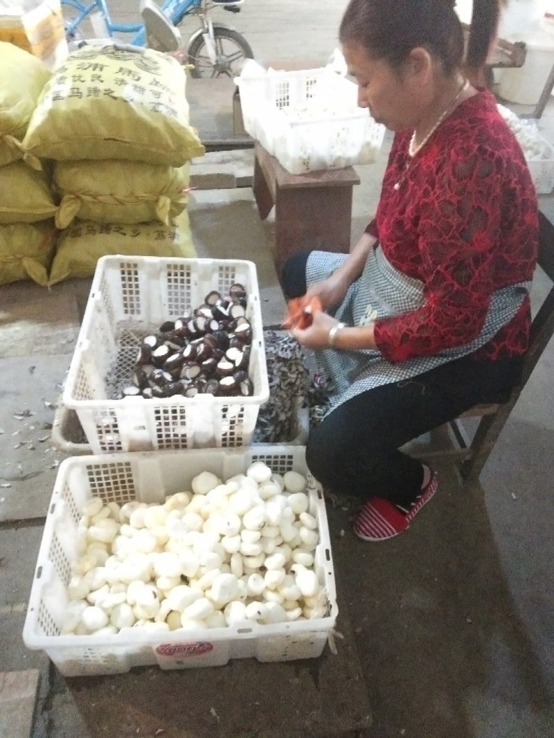 新鲜芦根，手工大马蹄