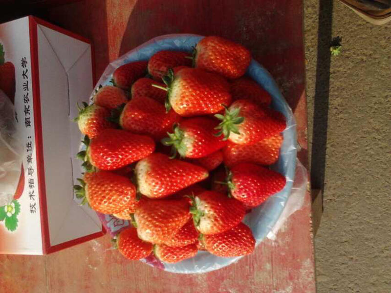 四季草莓种子全国适应种植，一亩地1斤种子提供技术