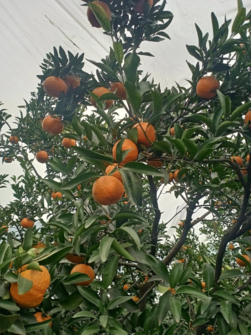 柑橘水果晚椪柑