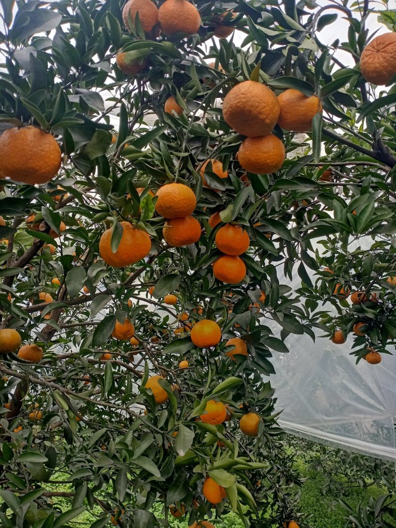 柑橘水果晚椪柑