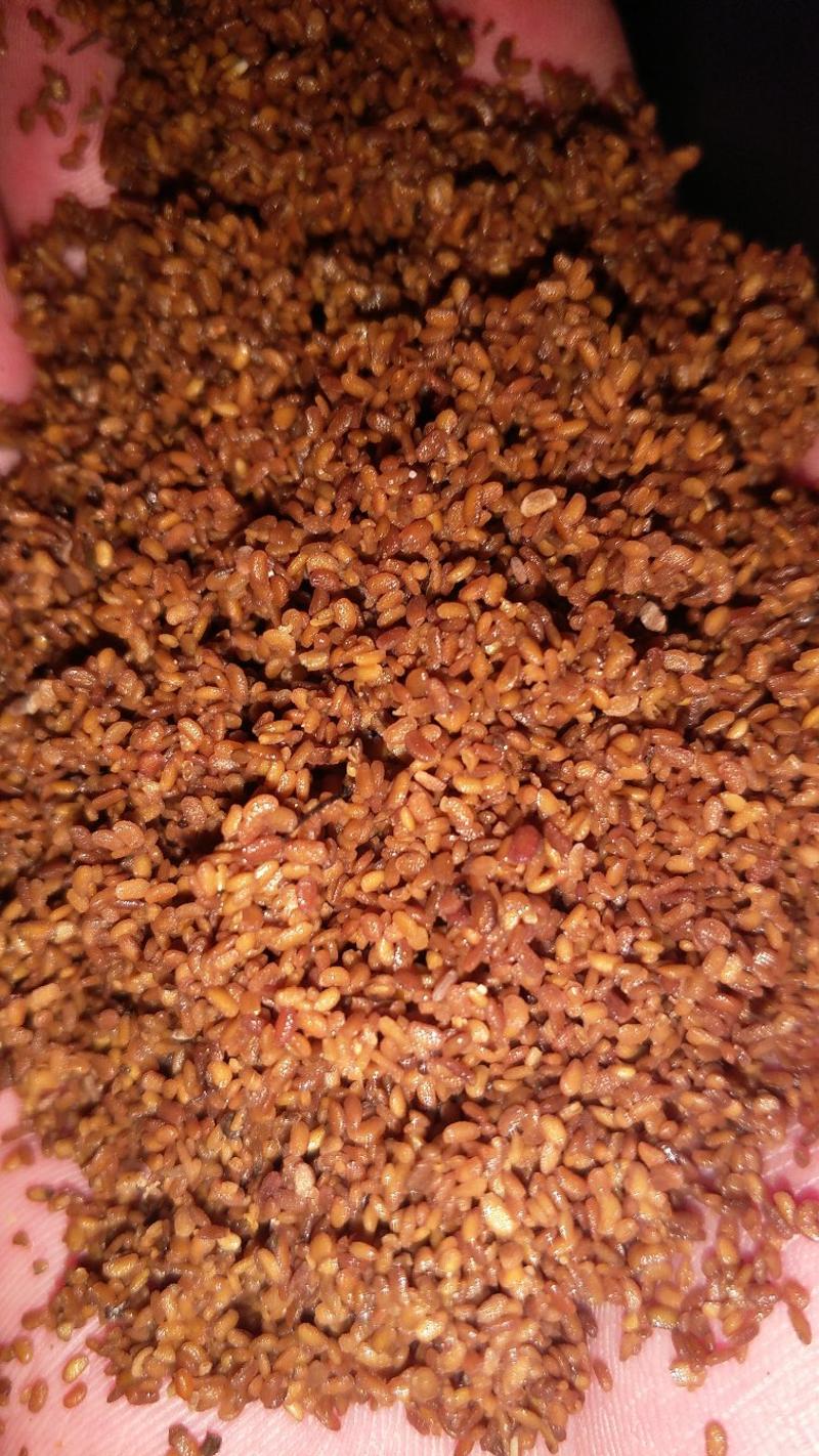 刺嫩芽种子（乌龙头刺椿头刺老包）处理过保芽率提供种植技