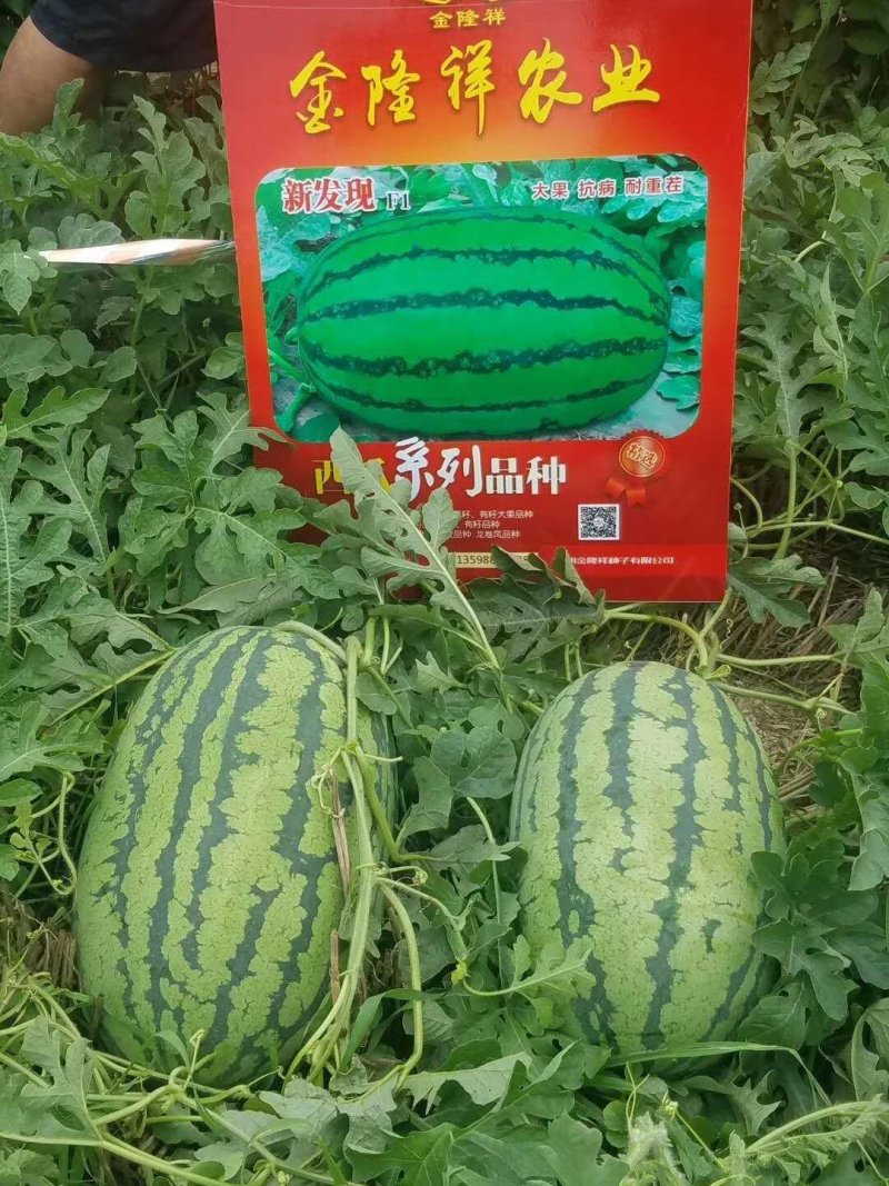 新发现大籽西瓜种子/50克/380粒大花皮全国包邮