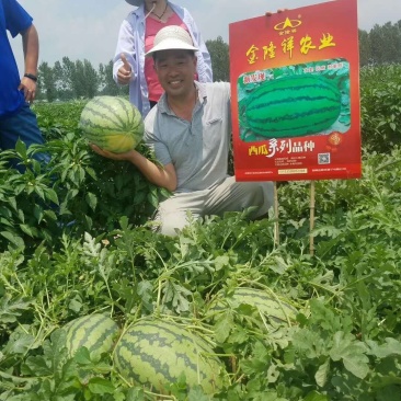 新发现大籽西瓜种子/50克/380粒大花皮全国包邮