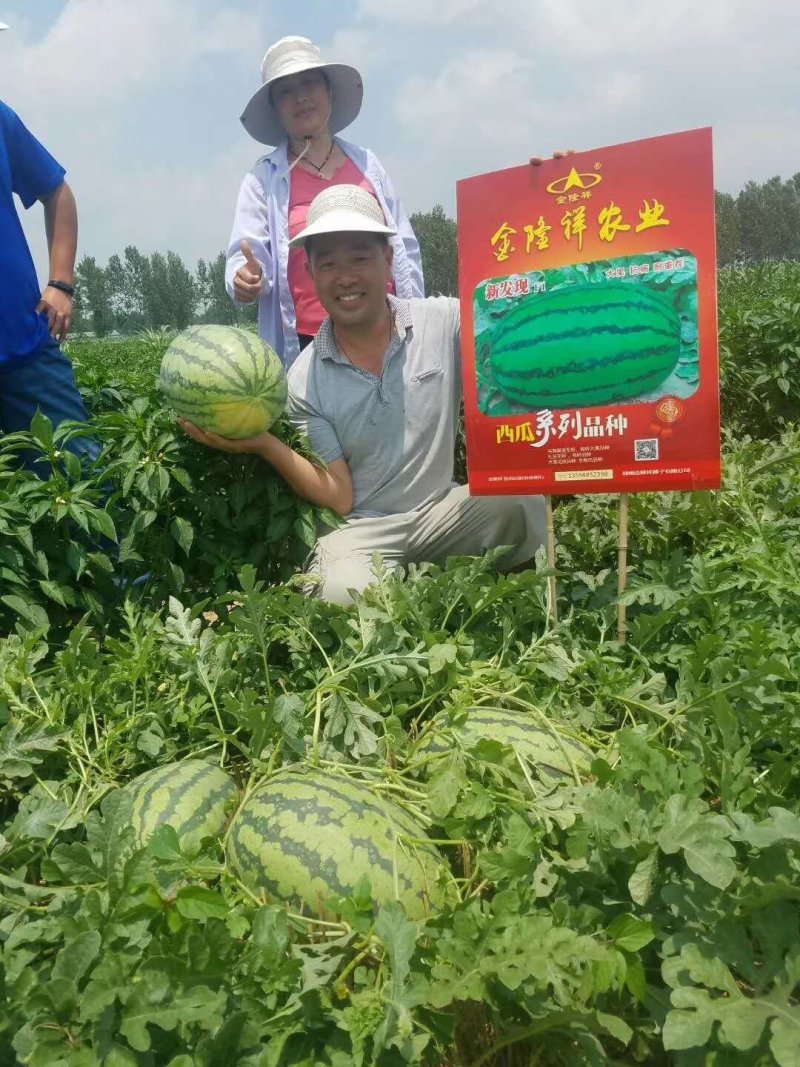 新发现大籽西瓜种子/50克/380粒大花皮全国包邮