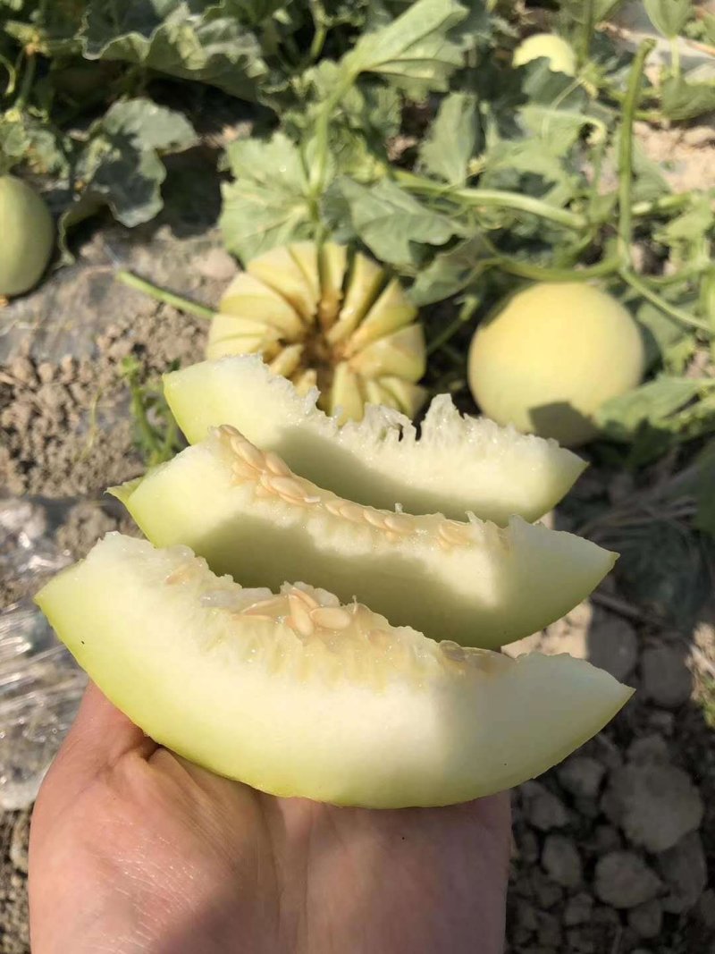 【支持一件代发】陕西阎良甜瓜，头茬甜瓜
