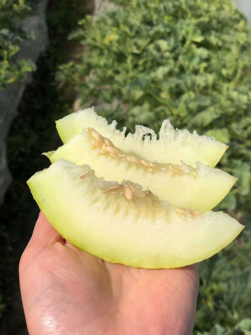 【支持一件代发】陕西阎良甜瓜，头茬甜瓜