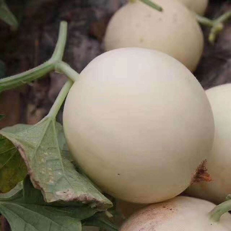 【支持一件代发】陕西阎良甜瓜，头茬甜瓜