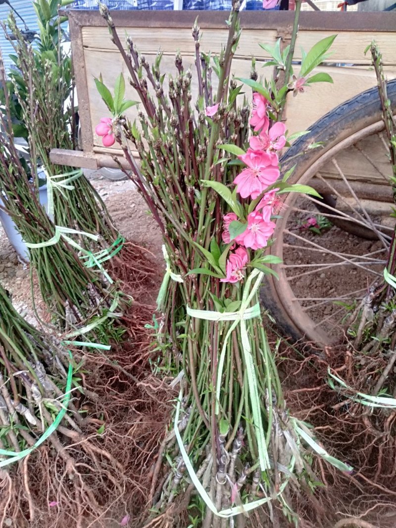 桃花桃花苗碧桃花苗广西桂林大红碧桃花苗