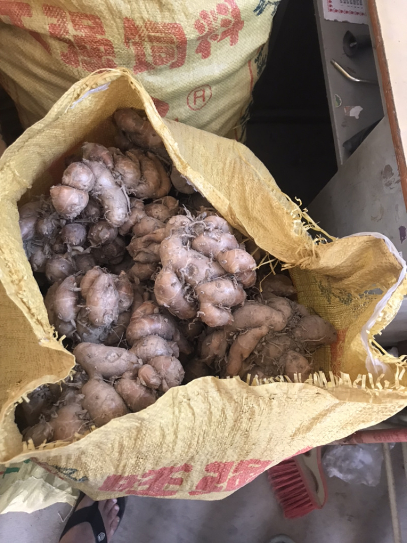 广东南盛沙姜，超靓。2025年新鲜沙姜预售中