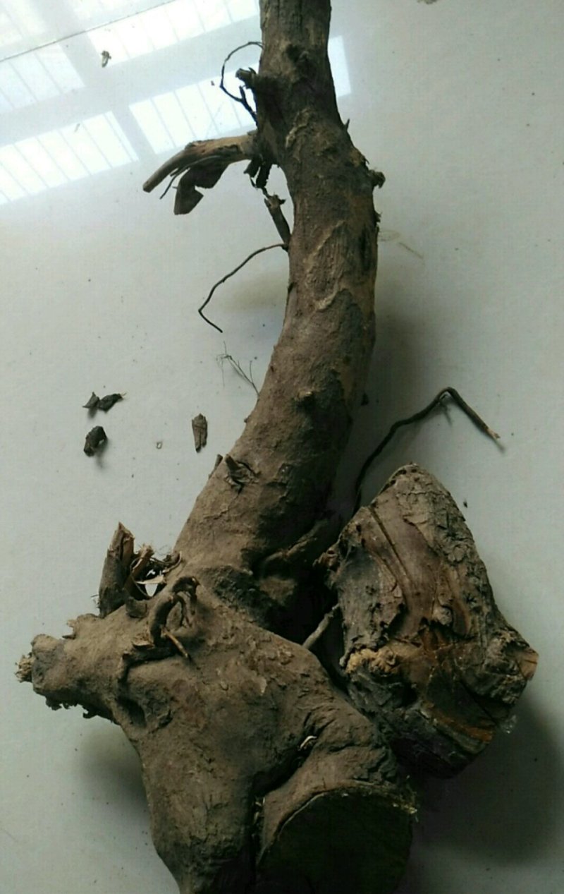 正宗野酸枣树根酸枣根枣树根野枣树根无硫干品