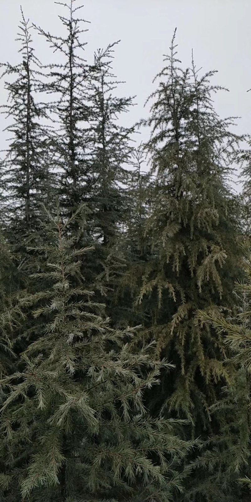 雪松雪松小苗雪松大苗1—6米雪松基地直销