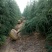 雪松松树白皮松河南雪松基地直销一条龙