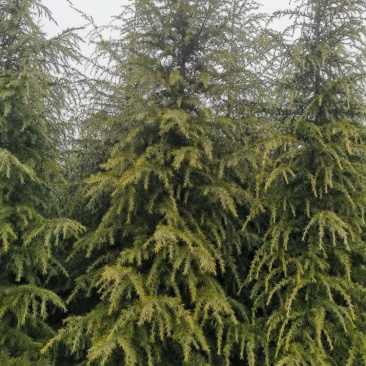 雪松松树白皮松河南雪松基地直销一条龙