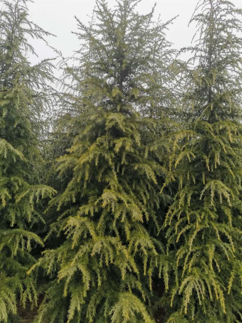雪松松树白皮松河南雪松基地直销一条龙