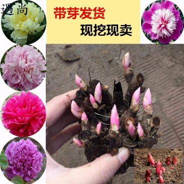 芍药花苗庭院花卉四季开花室内盆栽易活芍药根块带芽室外庭院