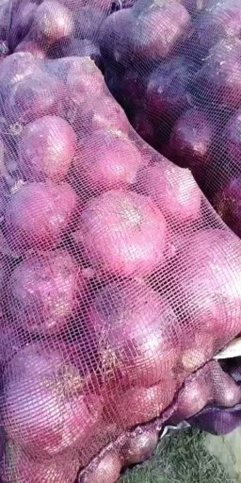 精品云南洋葱大量现货，欢迎世界各地采购商来合作共赢。