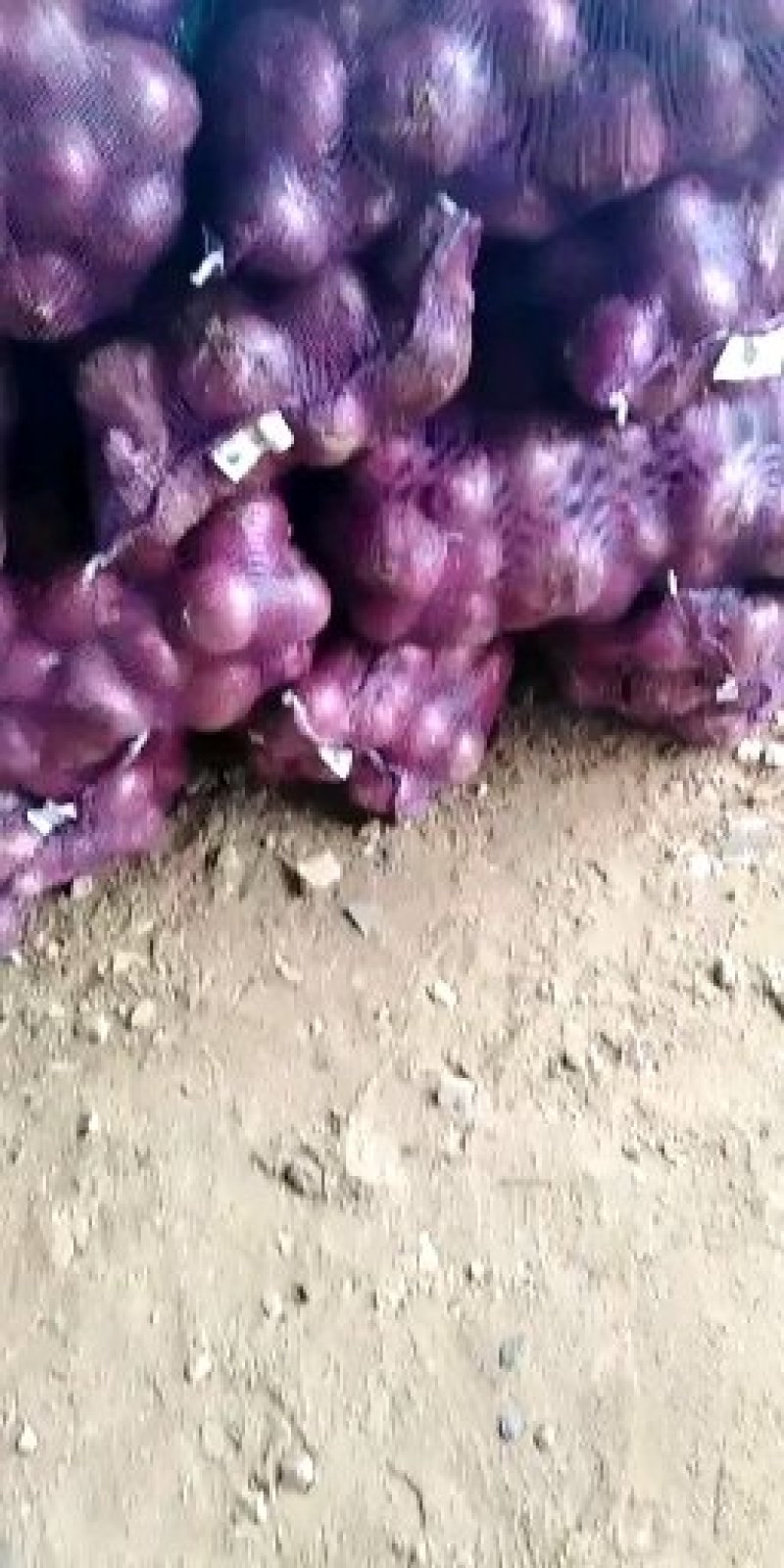 精品云南洋葱大量现货，欢迎世界各地采购商来合作共赢。
