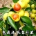龙须枣苗冬枣树苗品种多价格优惠两证一签包邮包活
