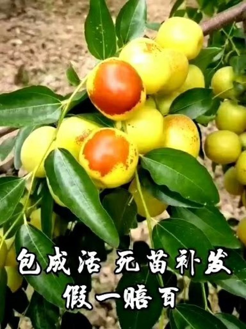 龙须枣苗冬枣树苗品种多价格优惠两证一签包邮包活