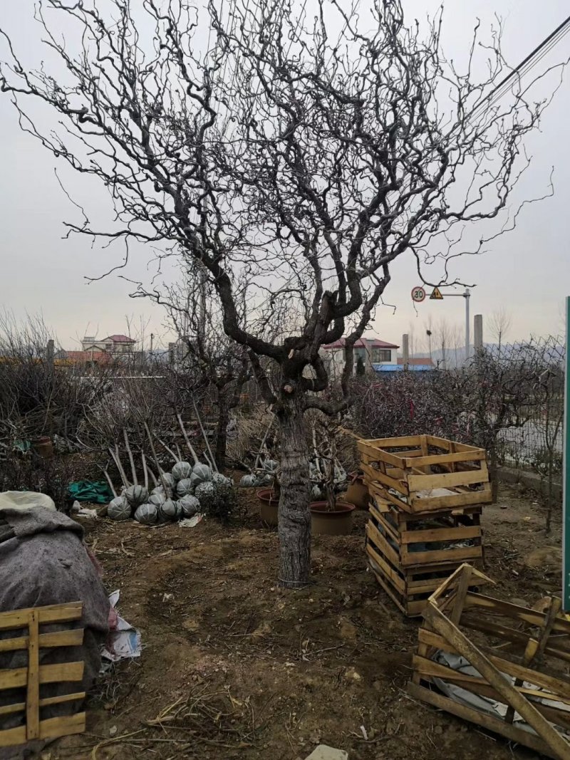 龙须枣苗冬枣树苗品种多价格优惠两证一签包邮包活
