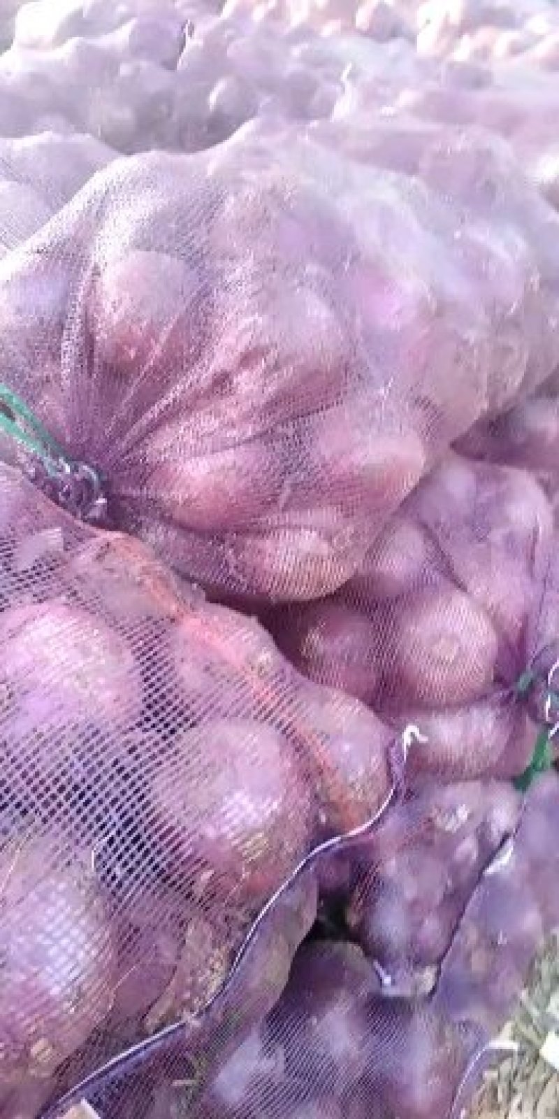 精品云南洋葱大量现货，欢迎世界各地采购商来合作共赢。