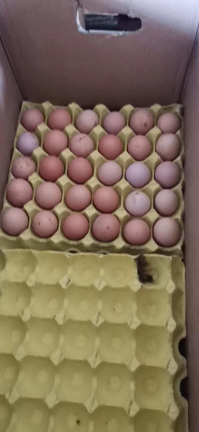 土鸡蛋丶乌鸡蛋