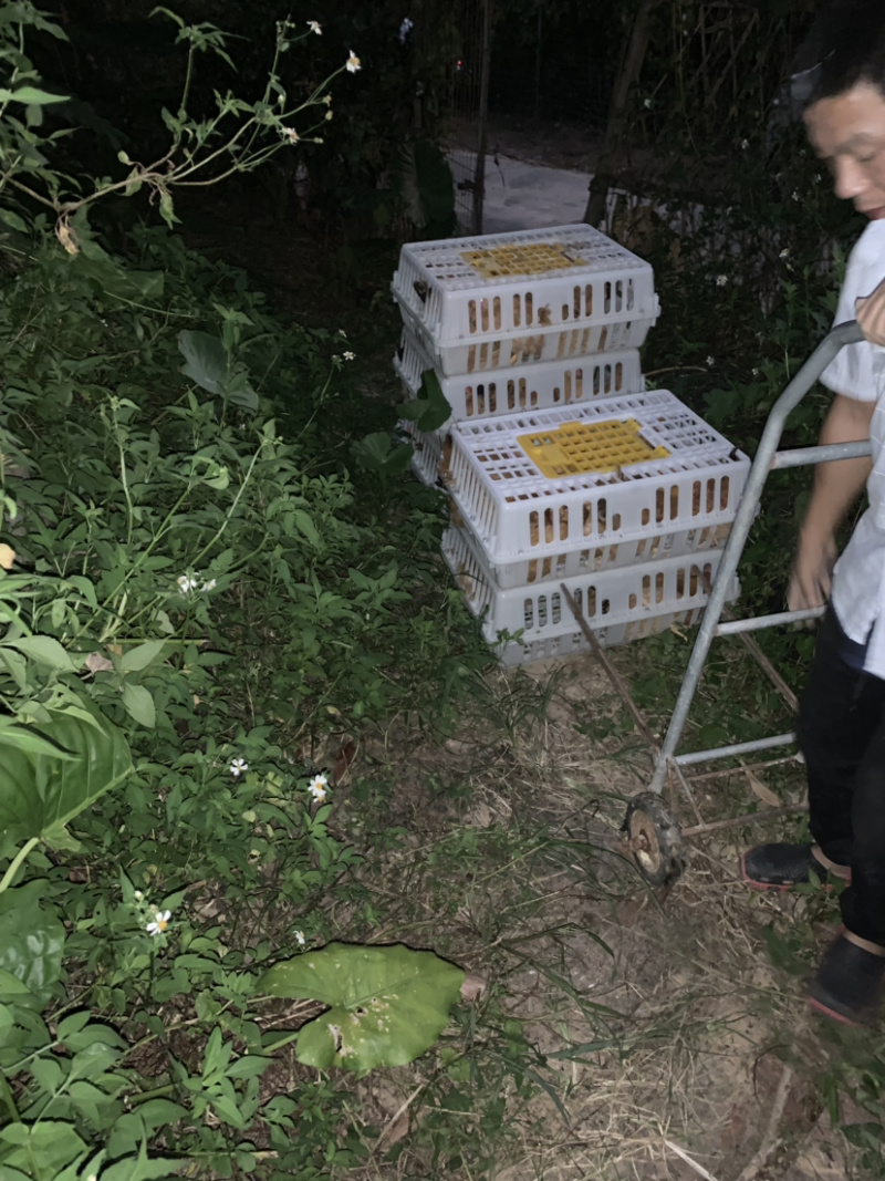 走地鸡订养100天专业供窖烤面包鸡对要求品质有的商家