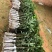 无核荔枝苗，果子清甜可口，苗子大小规格都有