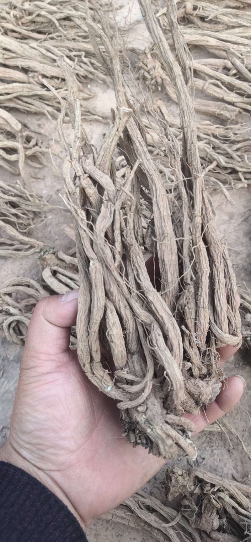 家种续断，开始产新，有需要的可以预定了