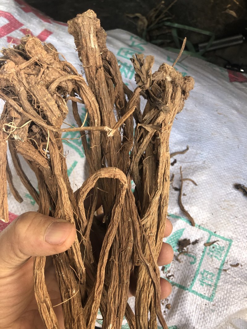 家种续断，开始产新，有需要的可以预定了