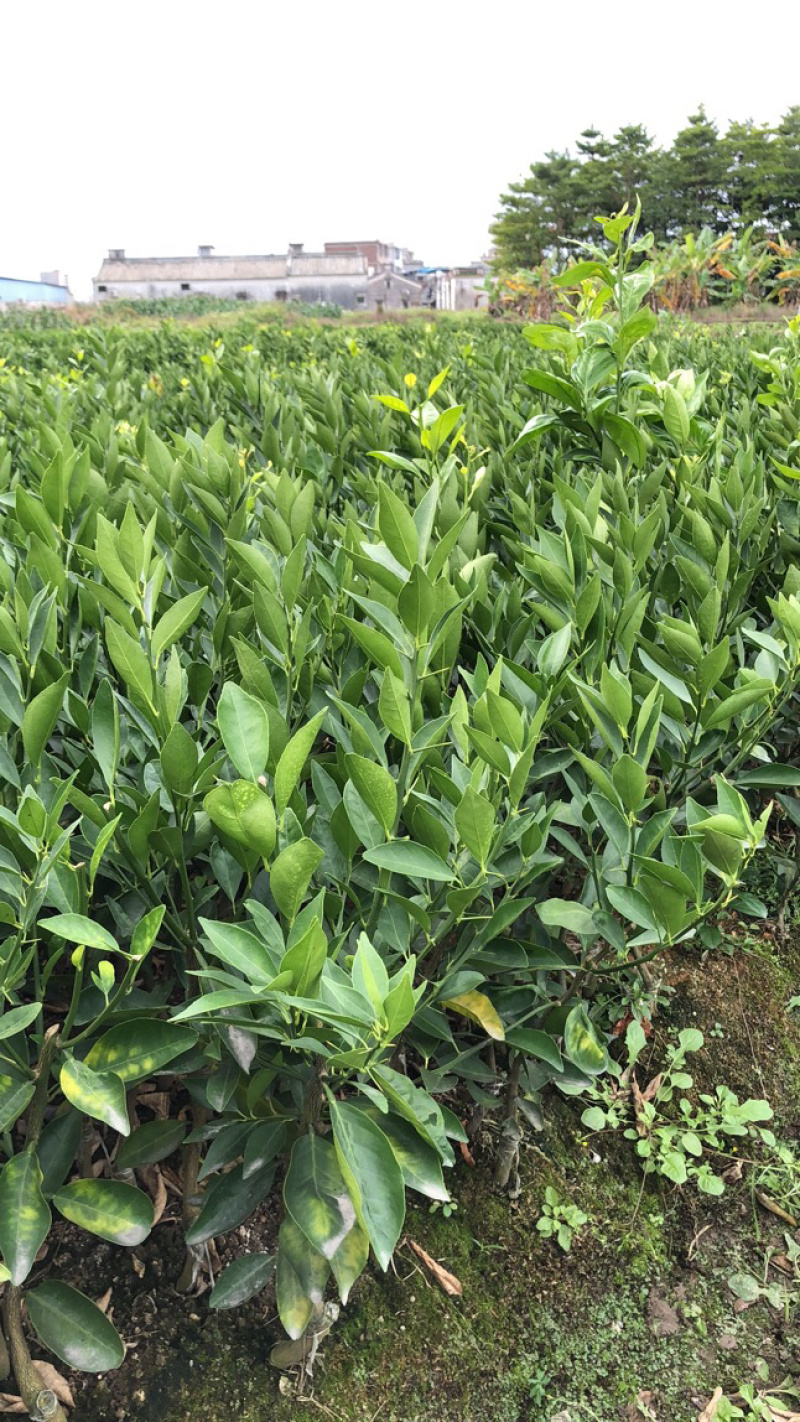 柠檬粘木大果品种皇帝柑（贡柑）苗，基地直供，欢迎参观惠顾