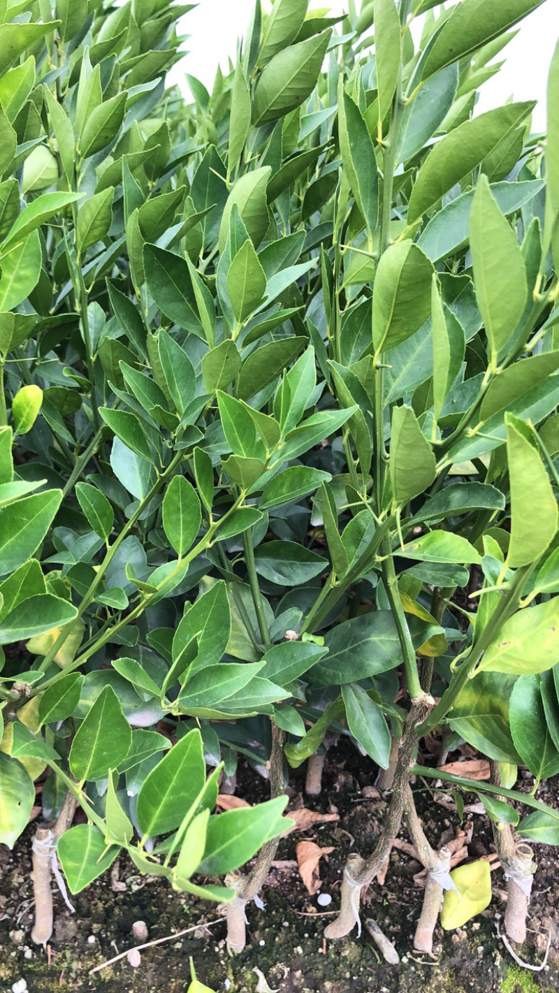柠檬粘木大果品种皇帝柑（贡柑）苗，基地直供，欢迎参观惠顾