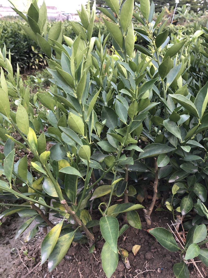 柠檬粘木大果品种皇帝柑（贡柑）苗，基地直供，欢迎参观惠顾