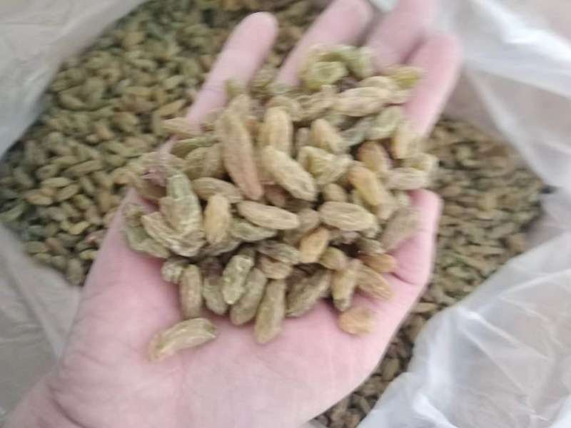 正宗新疆特产香妃黑加仑葡萄干