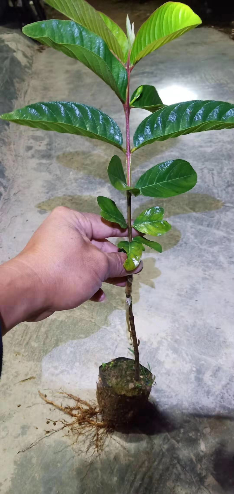 番石榴嫁接的红宝石芭乐苗