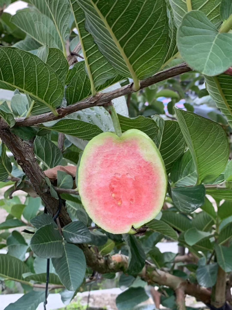 番石榴嫁接的红宝石芭乐苗