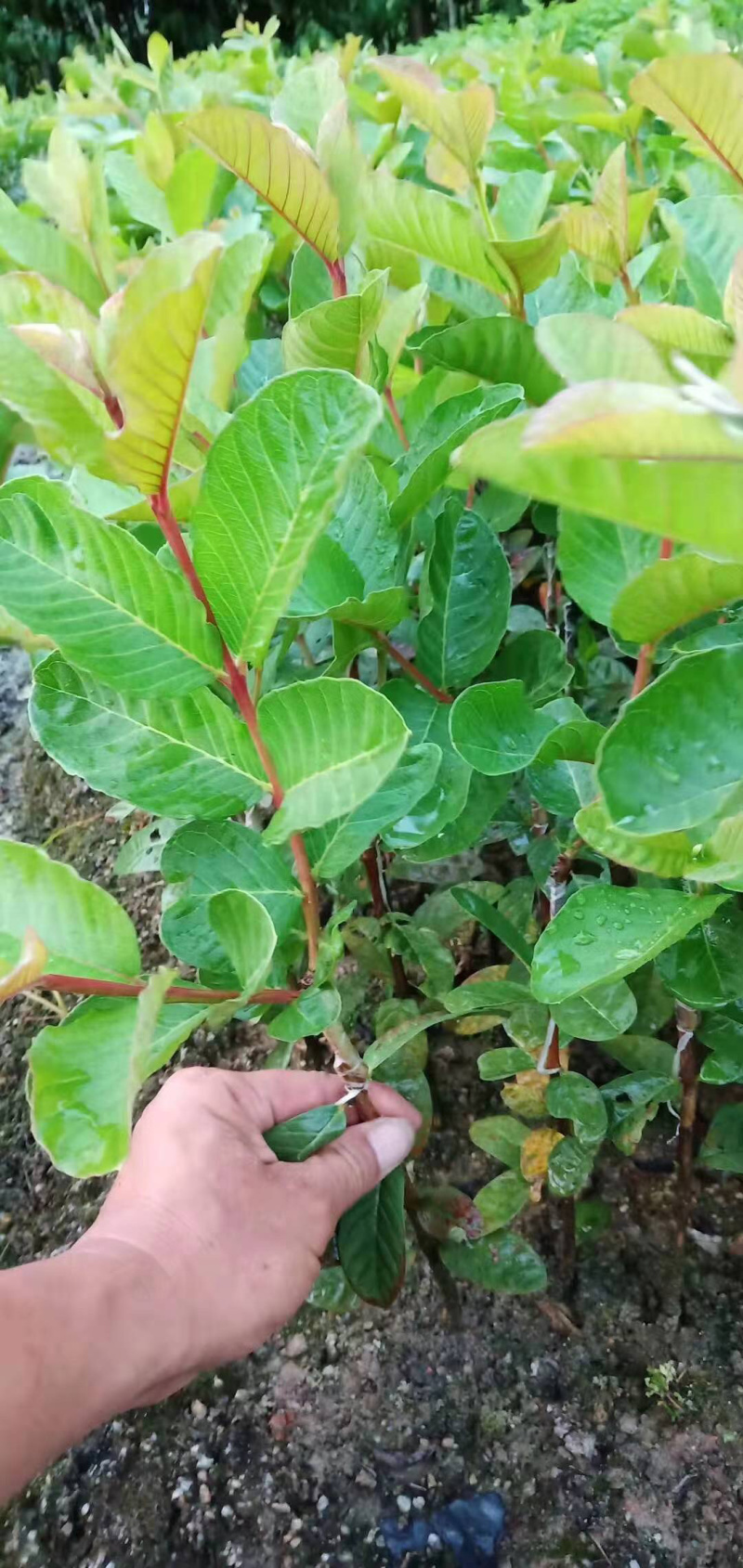 番石榴嫁接的红宝石芭乐苗
