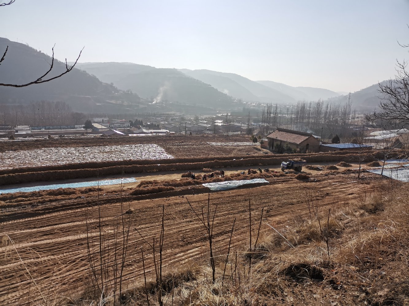 黄芩种植基地实景图,展示其生长环境与采收过程 黄芩种植地