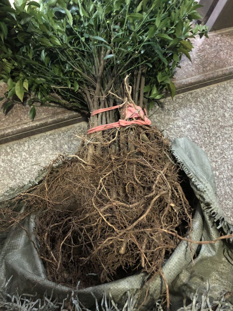 红柠蒙粘木茶枝柑苗（新会柑）（陈皮柑)