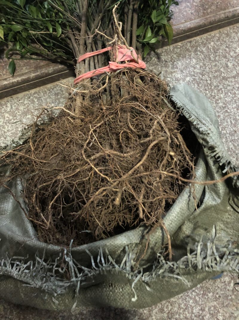 红柠蒙粘木茶枝柑苗（新会柑）（陈皮柑)