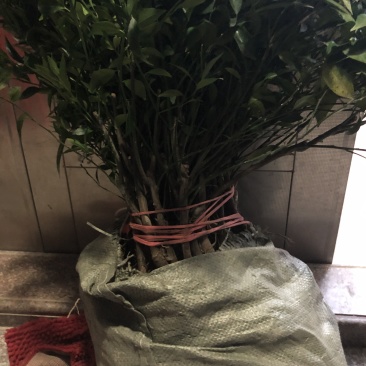 红柠蒙粘木茶枝柑苗（新会柑）（陈皮柑)
