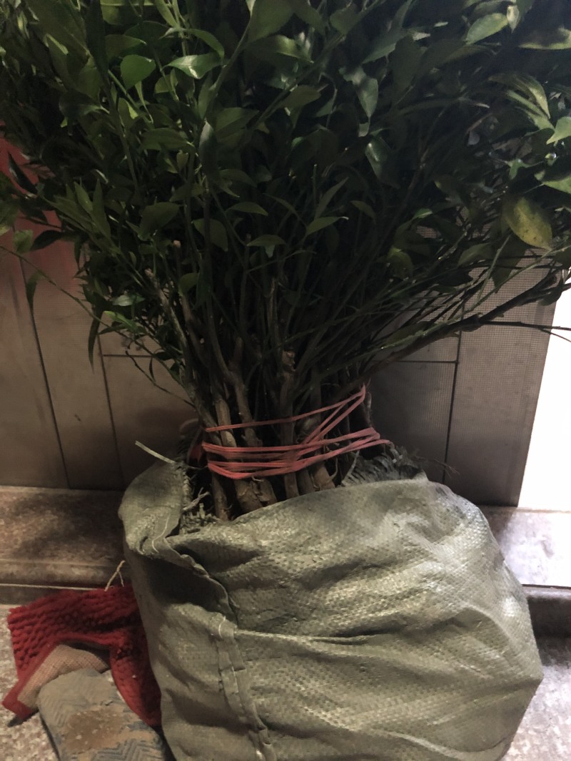 红柠蒙粘木茶枝柑苗（新会柑）（陈皮柑)