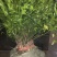 红柠蒙粘木茶枝柑苗（新会柑）（陈皮柑)