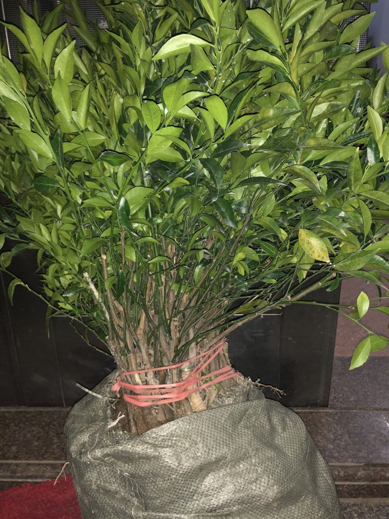 红柠蒙粘木茶枝柑苗（新会柑）（陈皮柑)