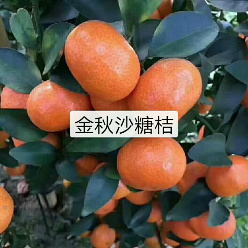 沙糖桔苗，杯苗，口感好，皮薄脆甜，现挖现发，免费包邮。