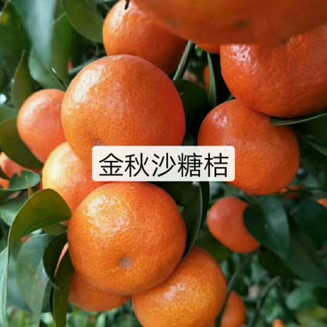 沙糖桔苗，杯苗，口感好，皮薄脆甜，现挖现发，免费包邮。