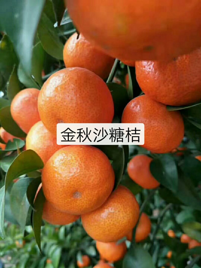 沙糖桔苗，杯苗，口感好，皮薄脆甜，现挖现发，免费包邮。
